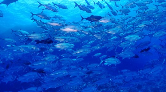 石垣島で楽しもう