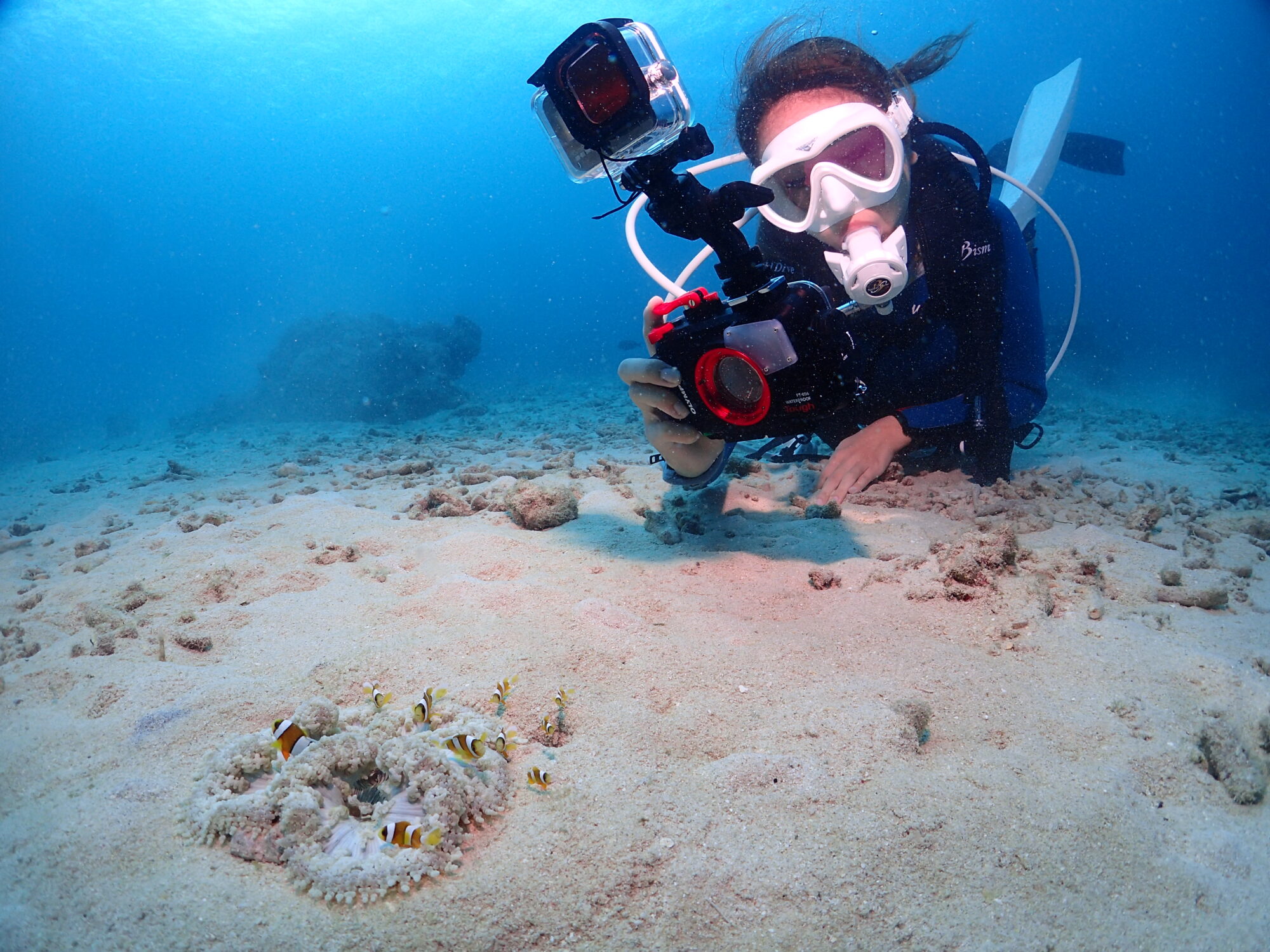 サンゴ (30cm) クサビライシ | CORAL - 自ら海底を移動する自由生活型