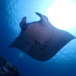4ｍのマンタから4センチのウミウシまで！！