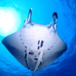 ３０年の時を経て復活！！