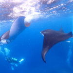 ２０２５年終了　そして２０２６年のお知らせあります！