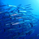 ヒャッハー！バラクーダ爆発！！