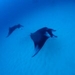 偏りなし！こだわりあり！！　いろんな海へ！