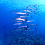 12月　ファンダイブのトップシーズンは今！