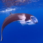 夢中にさせるヤツ！！