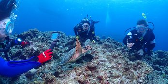 石垣島のウミガメ