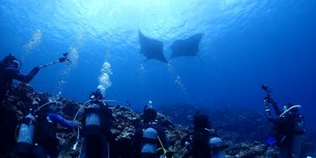 石垣島のマンタ