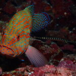 海画にぎわう季節「うりずん」　水温上昇中！！