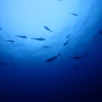 春のマグロ祭り～～！！