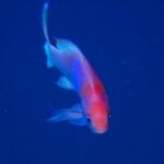 益々　海が華やいできました！！