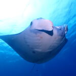 ４ミリのキンチャクガニから４メートルのマンタまで！
