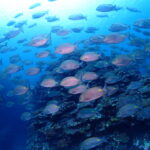 夏の海はいろんな出逢いに溢れてる！！