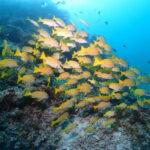 石垣島は「大都会」？？