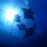 石垣島はファンダイブのトップシーズン！